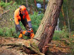 Best Tree Trimming and Pruning  in Rothsville, PA